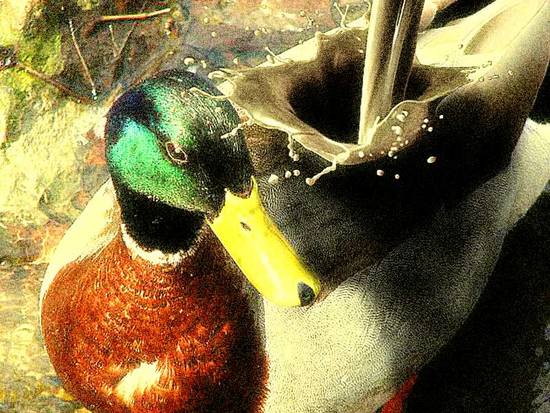 Surreal Duck