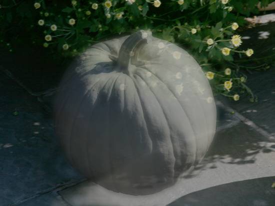 Ghost Gourd