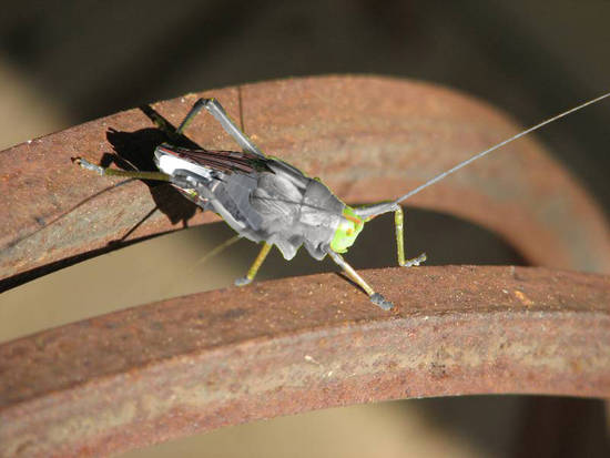 cricket warrior