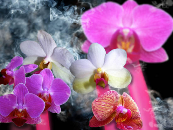 Smokin' Orchids