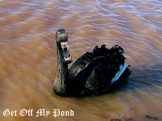 Get Off My Pond