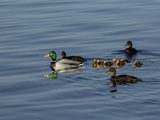 The Whole Ducky Family