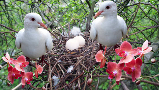 White Dove Family