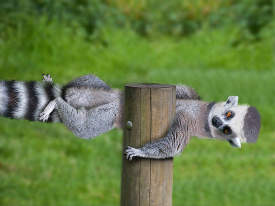 Lemur pole...