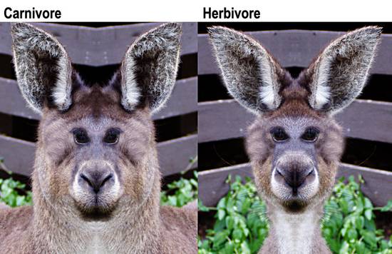 Carnivore/Herbivore