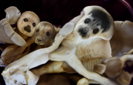 Seal Pups