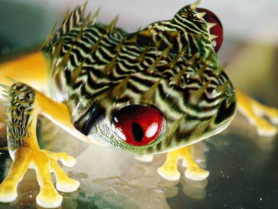 frog with spines