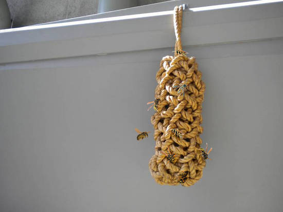 wasp nest