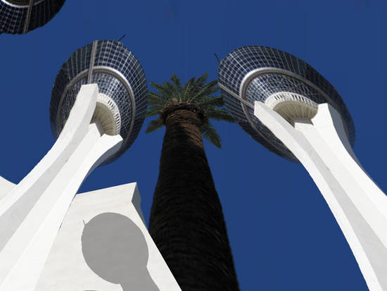 Palms Towering