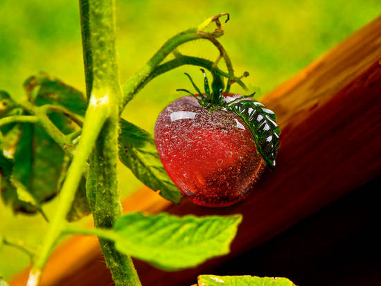 Glass Apple Plant