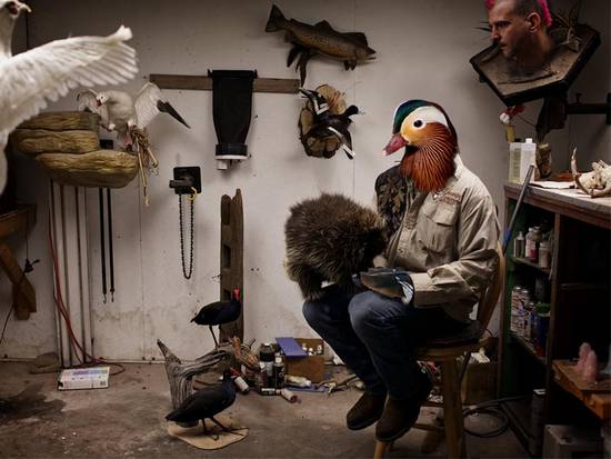 Taxidermy Mandarin