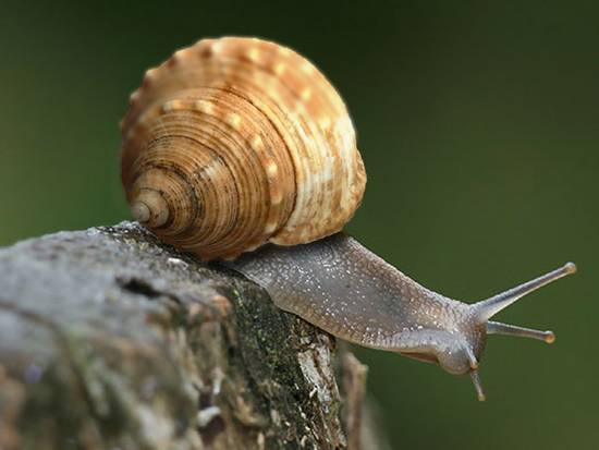 Snail