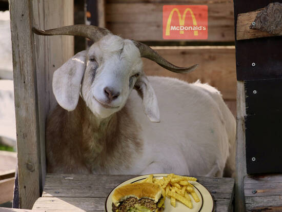 Happy Meal = Happy Goat