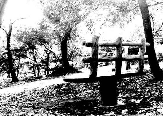 bench in the woods