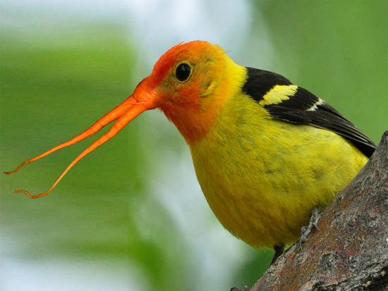 carrot bird