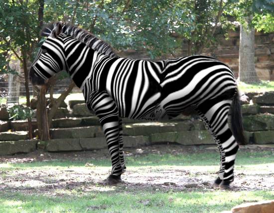 UPZebra