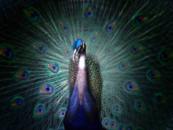 Peacock