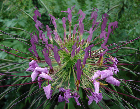 Sexy flower...