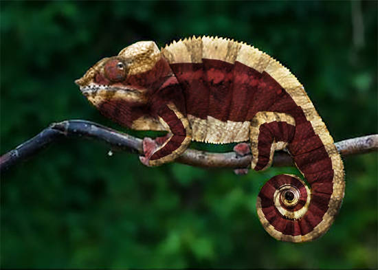 Chameleon 