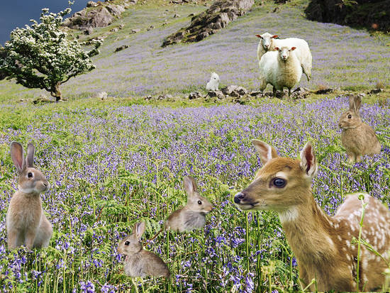 Blue Bell Feast