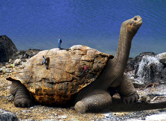 Galapagos Tortoise Climb