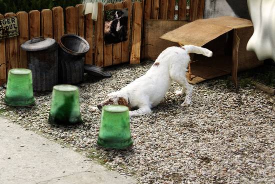 Pooch & Pal Hide & Seek