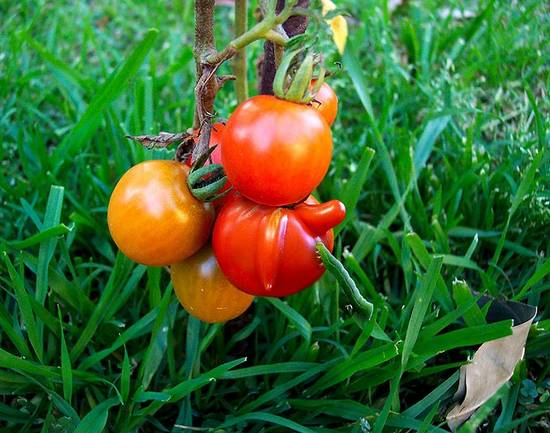 Tomato tree