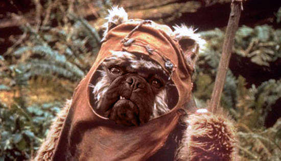 Ewok Dog