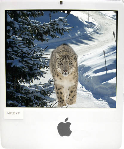 snow leopard