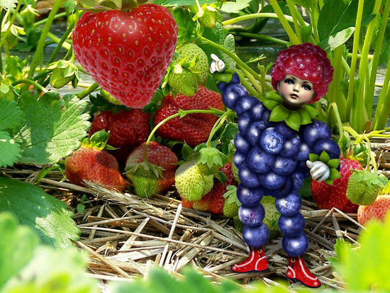 Berry Boy