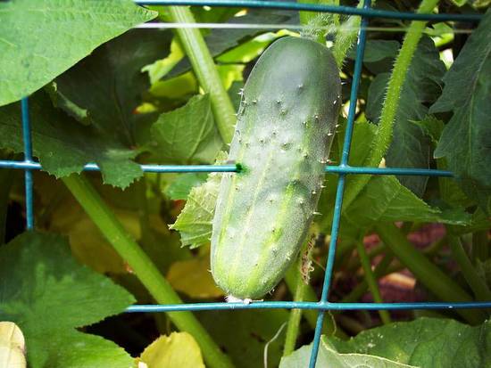 Pole within a cuke