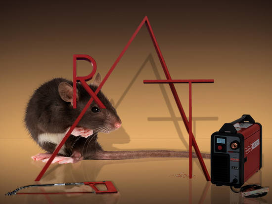 Rat