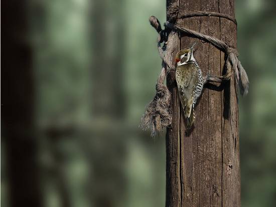 Bird on a pole