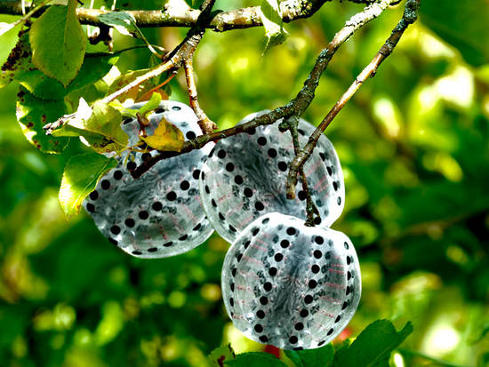 Jelly Fruit