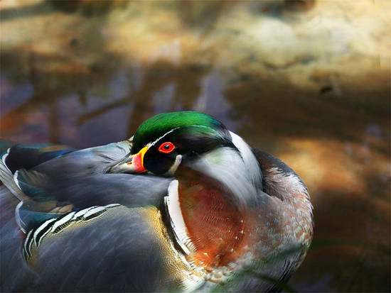 Wood duck