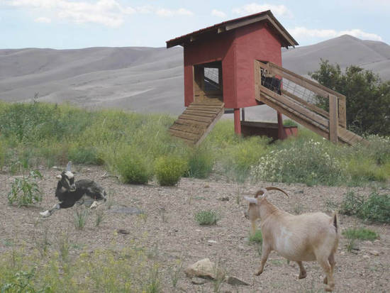 Goat oasis