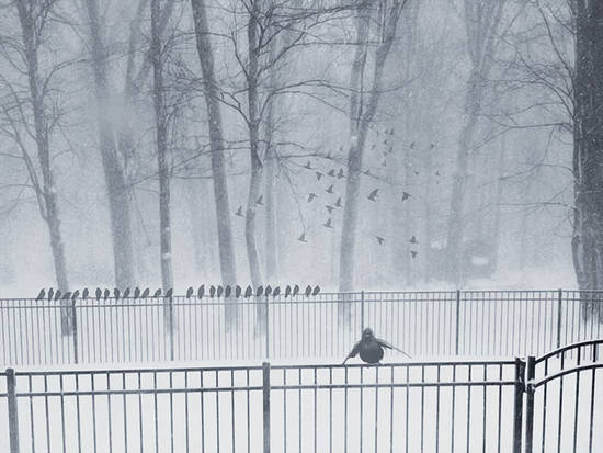 Birds in snow