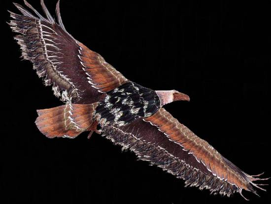 Palm Trunk Eagle