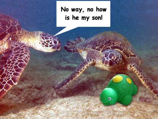 Poor Little Turtle