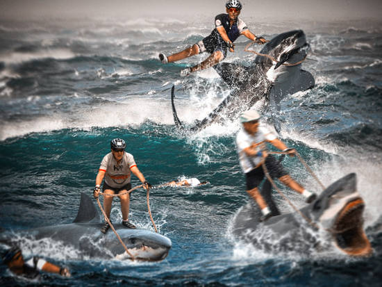 extreme shark racing