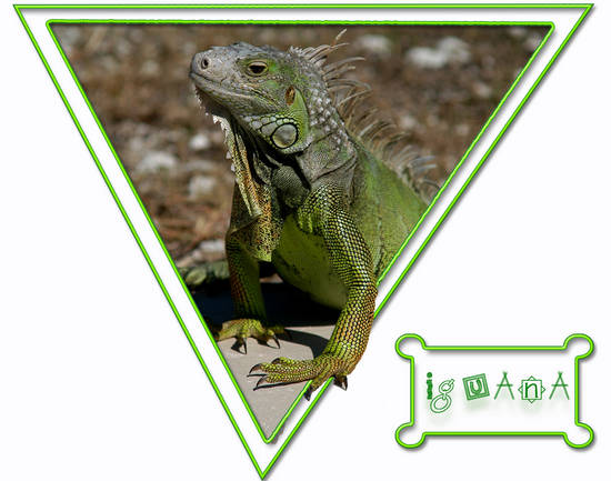 Iguana