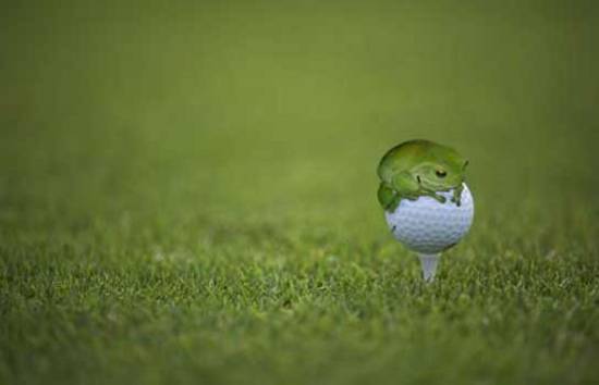 Frog on Golfball