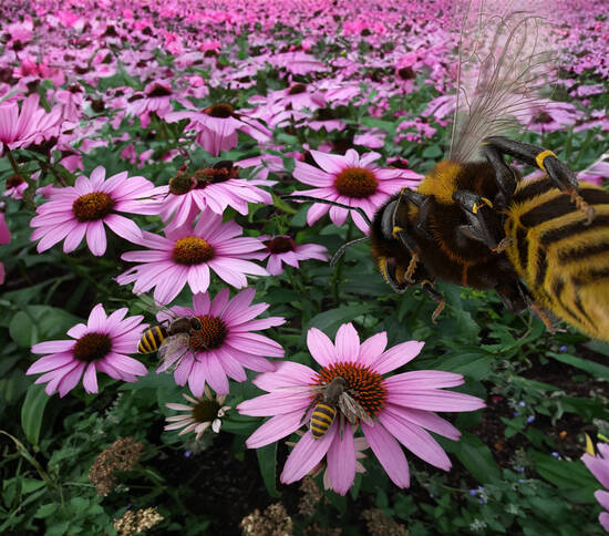 Bee's eye view