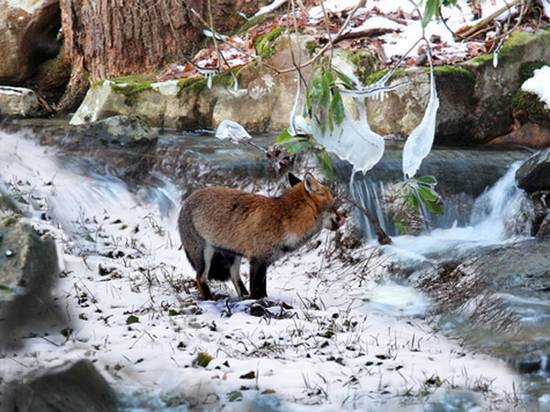 freezing fox