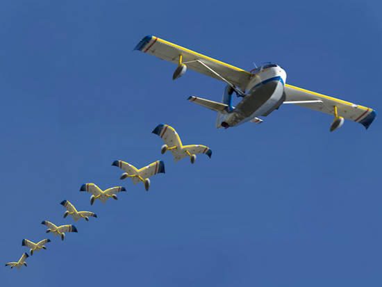 The seaplane family