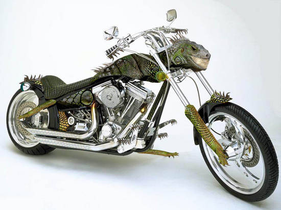 motorlizard