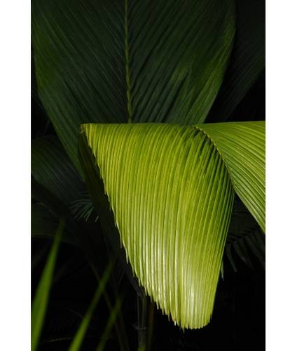 Palm Leaf