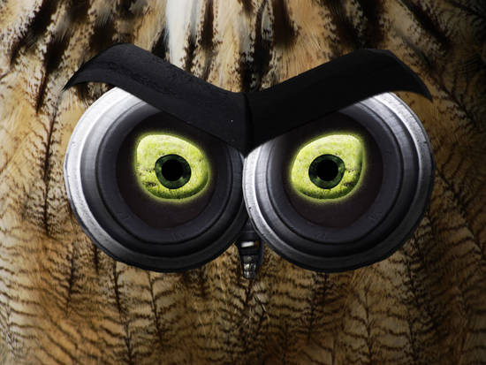 owl eyes