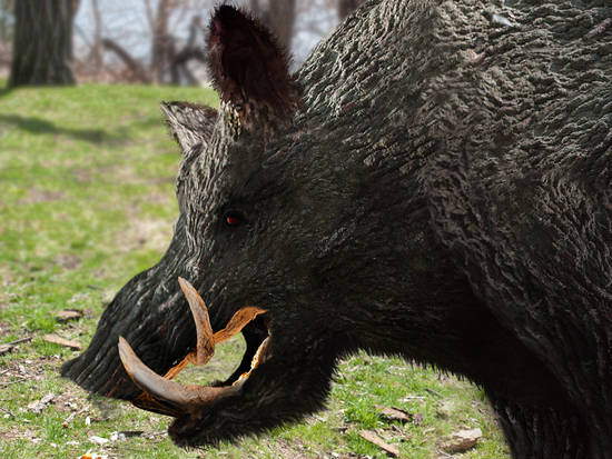 What a BOAR!