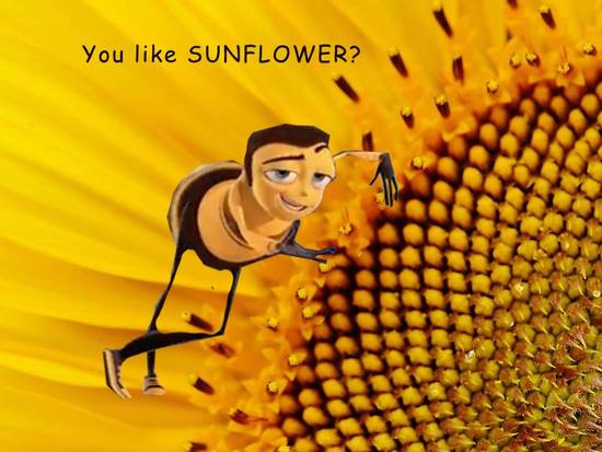 You Like SUNFLOWER